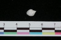 藏品(卵形瓷螺)的圖片